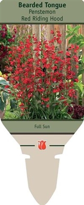 Bearded Tongue Penstemon 'Red Riding Hood'