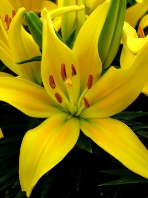 LILYLOOKSTINYGLOW-2T.jpg