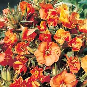 Oenothera versicolor Sundrops Sunset Boulevar